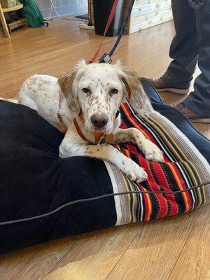 Kipp loves his new Pendleton dog bed and handsome harness!