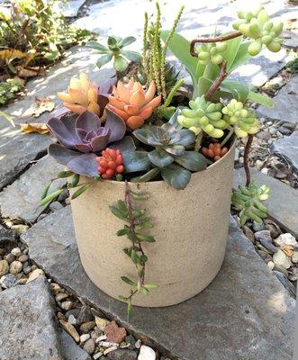 Colorful Succulents In round holder, suitable for both indoor and outdoor ambiance.