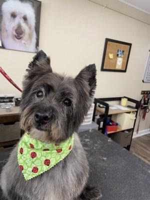 Cairn Terrier