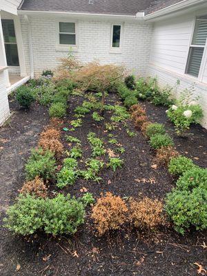 Dead shrubs that Oscar promised to replace over six months ago and still hasn't.