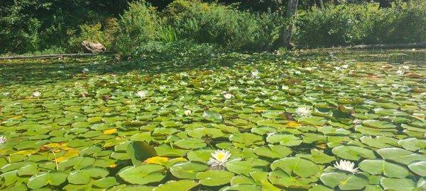 Lily pads at Lake Roesinger