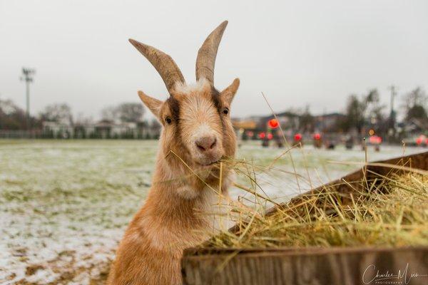 The Belmont Goats