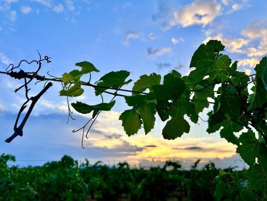 Sunrise at Callaghan Vineyards