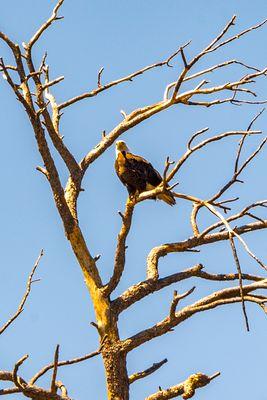 Bald Eagle