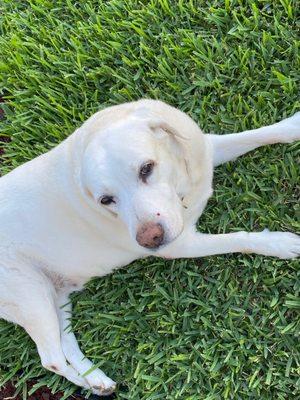 Labrador Retriever dog sit