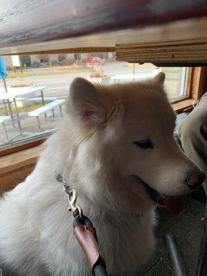 Teddi being the bestest girl in the pub!