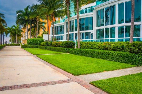 Our licensed arborists have the knowledge and experience to best trim palm trees and prune/aerate hardwood trees according to ANSI 300 stand