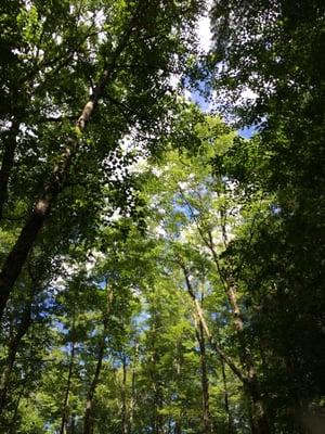 Chute Pond County Camp Ground