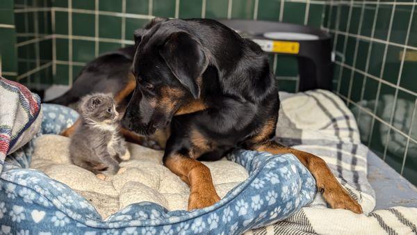 Employee pet and stray kitten we are nursing back to health