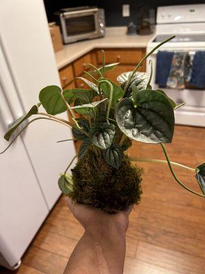 Ripple peperomia kokedama