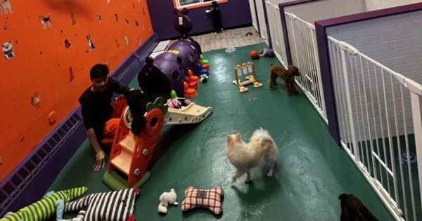 Doggy Daycare

Daycare: 8AM - 5PM
Half Day - $20.00
Full Day - $30.00
Hotel- $50/24h