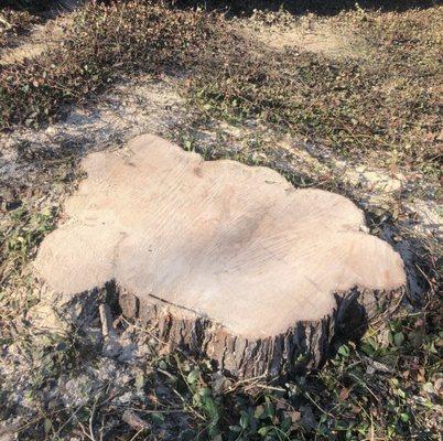 Cincinnati Stump Removal Services