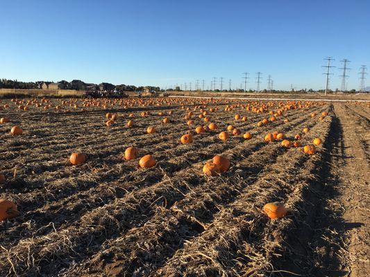 Pumpkin Patch