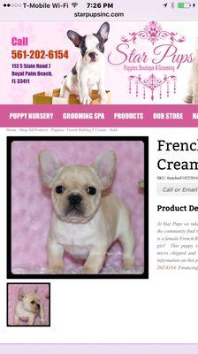 Gorgeous French Bulldog