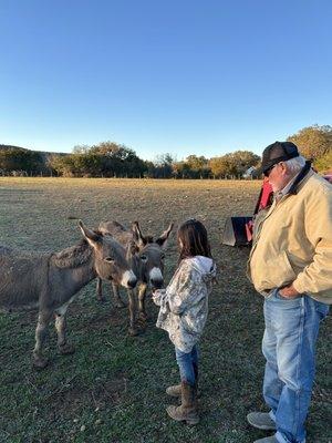 Feeding donkeys!