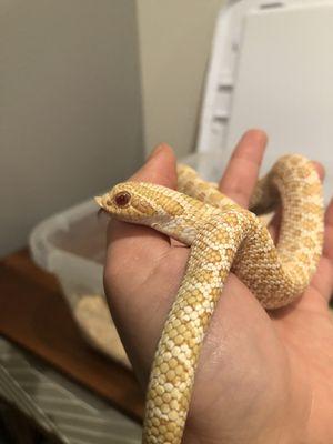 N'amor my albino hognose :)