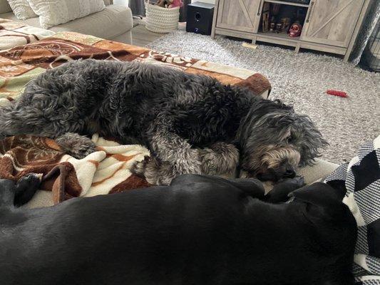 Kika (lab) resting with her brother after coming home from surgery.