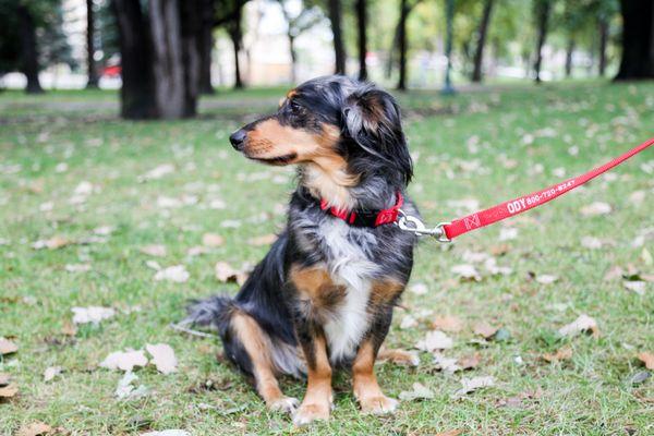 Renly looks handsome in his dogIDs embroidered dog collar and leash.