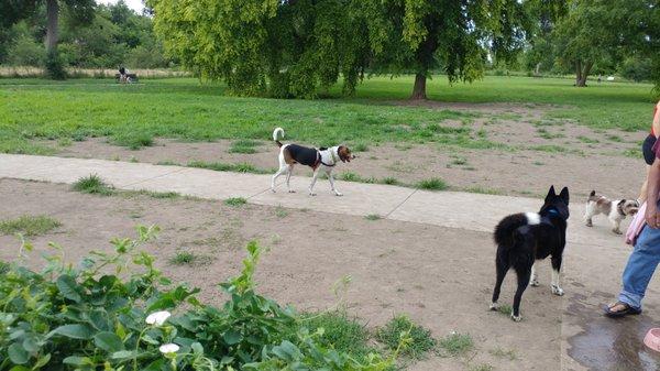 Stransky Peterson Dog Run