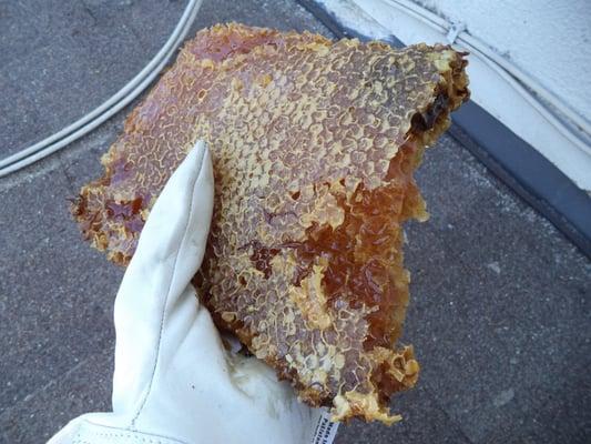 A fresh piece of honeycomb out of a wall.