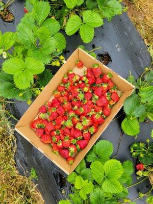 Its strawberry season. U-pick is now open.