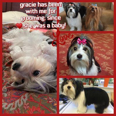 Gracie stole my ! Her very 1at groom was just a brush, bow & light nail trim. Since that day she's been my surrogate fur baby!