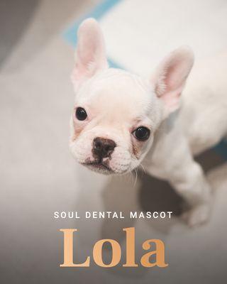 Meet our new official Soul Dental mascot, Lola!