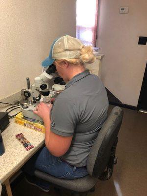 Office/lab manager Aubryn Husby at the microscope reading nematode samples.