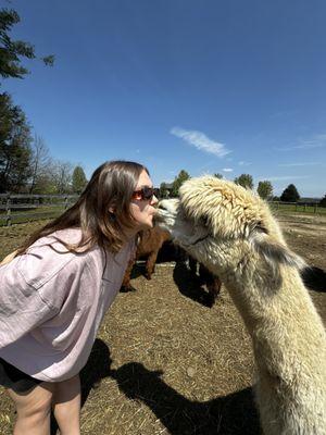 Alpaca