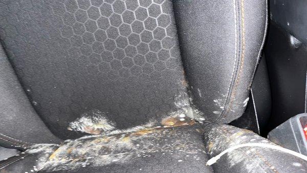 Mold along my seats and steering wheel, in my doors, etc