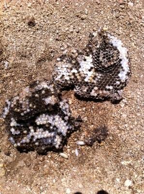 Wasp nest uncovered