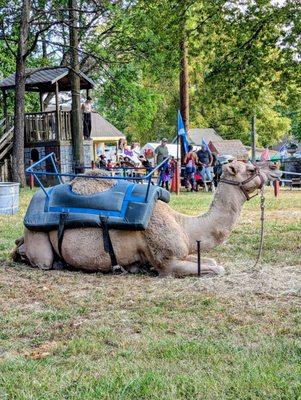 Camel rides