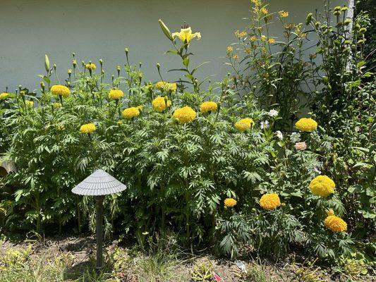 Bali marigold