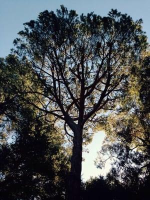 Stone pine structural limb removal. Pasadena Ca