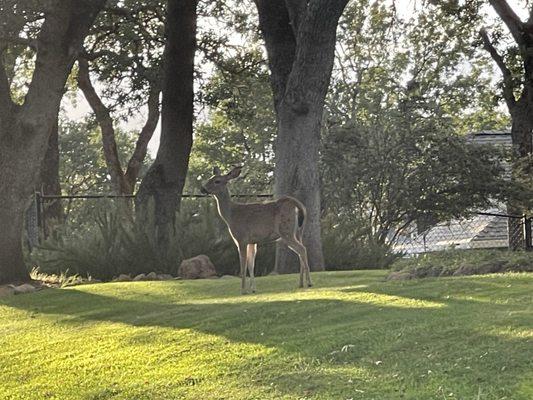 Deer at the golf course