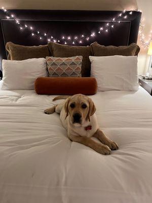 Cozy dog friendly room