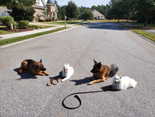 Zoe and Taz  during training with Mike's assistants