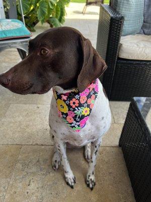 Our 40 pound German Short Haired Pointer