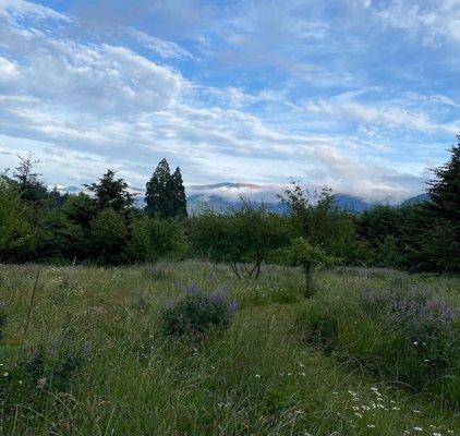 View of Mount Hood from the property