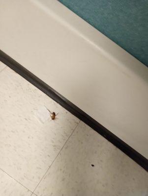 Dead roach in the hallway outside of post surgery rooms