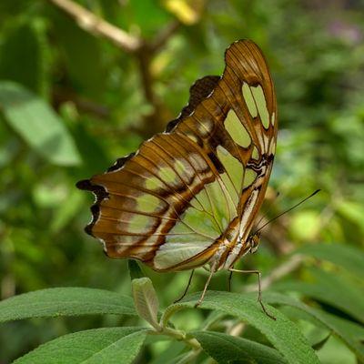 In the butterfly house