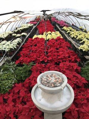 Donations and poinsettias