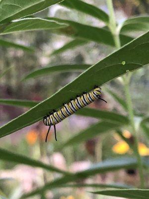 Monarch Cat on their Swamp Milkweed