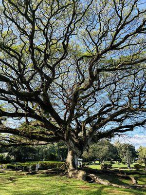 Liliuokalani Gardens