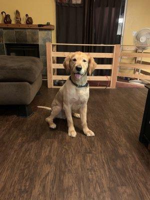 Good boi - smart kid on the block after haircut.