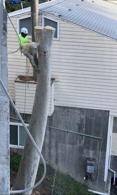 Tree Trimming by Alex