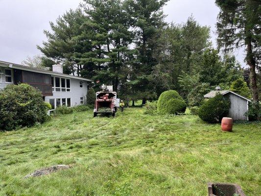 Tree trimming