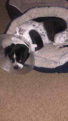 Sidney- recovering from surgery.