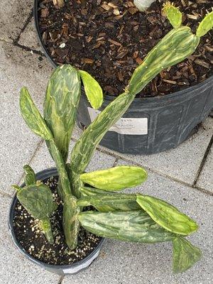 Variegated cactus