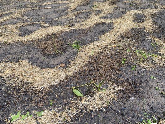 Entire yard of clumped seed.